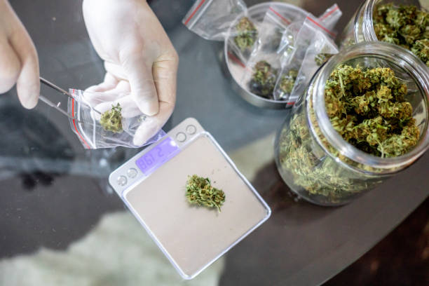 Pharmacist Weighing Cannabis Buds and Preparing Packages