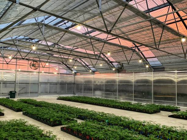 Cannabis in a greenhouse